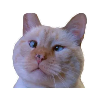 🤤 cat, animal, pet, cute, domestic telegram sticker