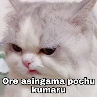😂 Ore asingama pochu kumaru gato, meme, engraçado, animal, gatinho telegram sticker