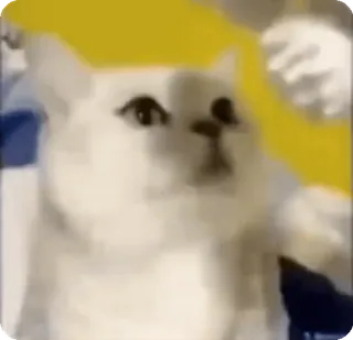 🌟 cat, meme, animal, funny, pet telegram sticker