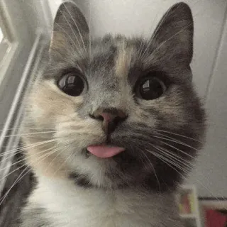 😜 cat, animal, pet, tongue, cute, funny telegram sticker