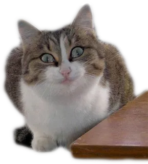🤡 cat, pet, animal, domestic animal, feline, mammal, cute telegram sticker