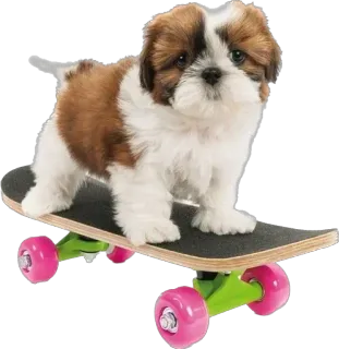😶 cane, skateboard, animale domestico, cucciolo, animale, skateboard telegram sticker