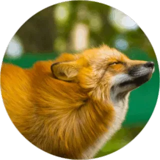 🦊 Fuchs, Tier, Natur, Wildtier, Säugetier telegram sticker