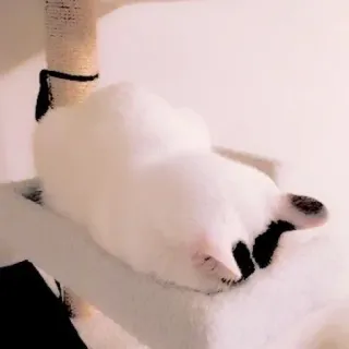 🥺 mèo, ngủ, thú cưng, động vật, trắng, nhà, mèo con telegram sticker