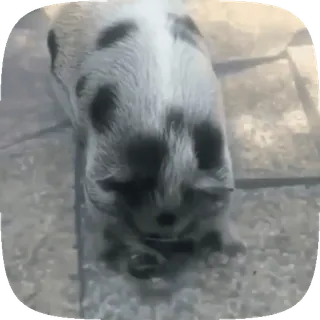 🐖 동물, 귀여운, 강아지, 개, 애완동물 telegram sticker