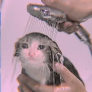🐾 Katze, Kätzchen, Dusche, süß, nass, Tier whatsapp sticker
