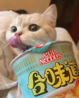😻 Cup Noodles gato, cup noodles, comida, macarrão, copo, língua telegram sticker