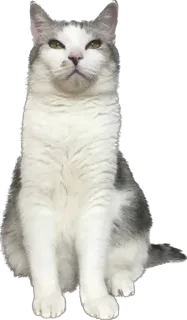 😣 chat, animal, animal de compagnie, animal domestique, mammifère whatsapp sticker