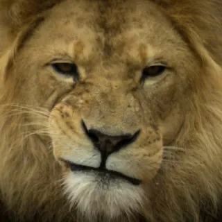 🦁Lion🦁 telegram stickers