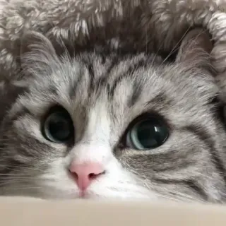 🙄 cat, cute, animal, eyes, grey whatsapp sticker
