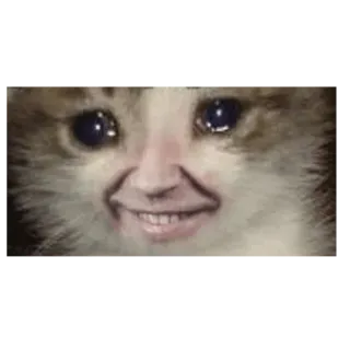 😭 kucing, wajah manusia, meme, lucu telegram sticker