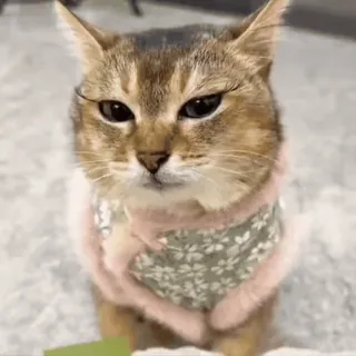 🐾 猫, 动物, 家猫, 宠物, 猫科动物 telegram sticker