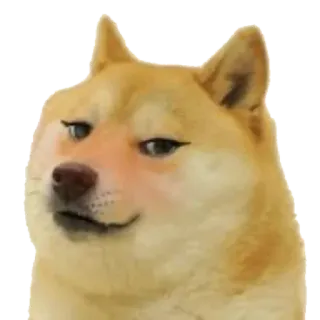 😍 Doge hond, meme, doge, dier, huisdier telegram sticker