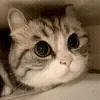 😺