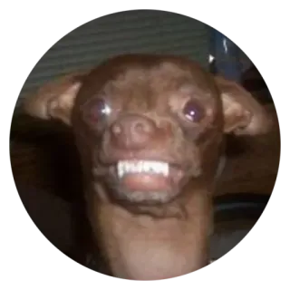 😡 犬, チワワ, 動物, ペット, 不細工, 面白い telegram sticker