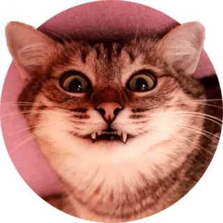 😃 cat, pet, animal, funny, cute, domestic animal, mammal telegram sticker