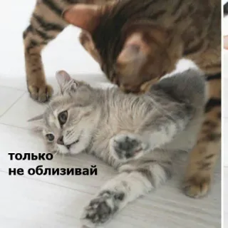 💋 только не облизывай gatti, animali, animali domestici, leccare whatsapp sticker