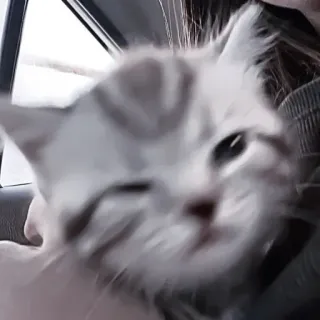🐈 kot, kociak, zwierzę, słodki, zwierzak, szary, biały telegram sticker