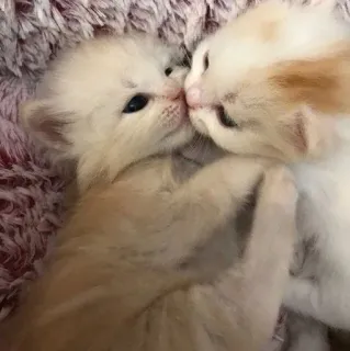 💓 小猫, 猫, 可爱, 动物, 宠物, 猫科动物 telegram sticker