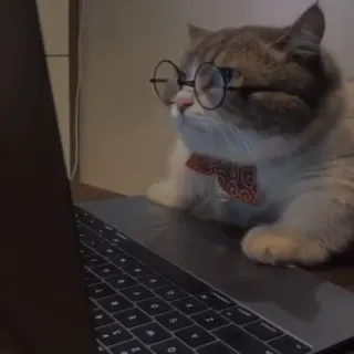 💗 kat, bril, laptop, vlinderdas, dier, huisdier, computer telegram sticker