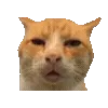 🐈‍⬛