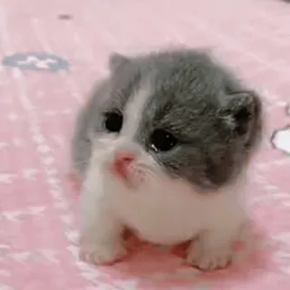 😂 kitten, cat, animal, cute, pet, domestic animal whatsapp sticker