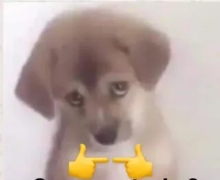 🥺 子犬, 犬, 可愛い, ドージ, 目, 絵文字 telegram sticker