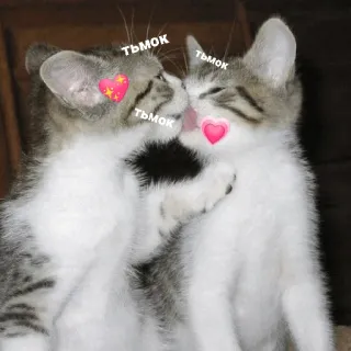 ❤ ТЬМОК
ТЬМОК
ТЬМОК gato, beijo, amor, afeição, coração telegram sticker