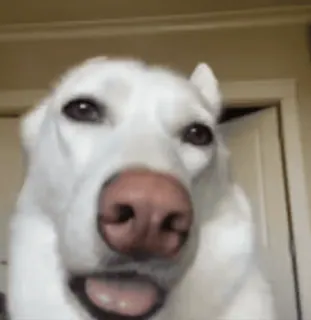 😒 perro, animal, mascota, retrato, mamífero, perro blanco, husky telegram sticker