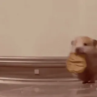 🐹 chuột hamster, động vật, dễ thương, gặm nhấm, thức ăn, thú cưng telegram sticker