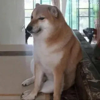 🏷 Doge chó, meme, Cheems, hài hước, động vật, meme trên mạng telegram sticker
