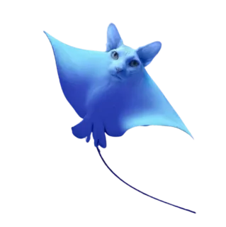 😕 cat, stingray, blue, animal, sea creature, fantasy, funny telegram sticker