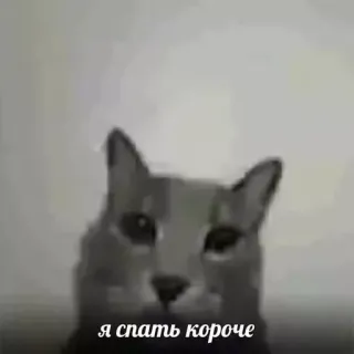 🥱 я спать короче 고양이, 졸린, 러시아의, 밈, 동물, 애완 동물 telegram sticker