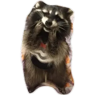 😬 Waschbär, niedlich, Tier, Aufkleber telegram sticker