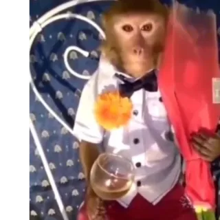 🍷 scimmia, smoking, animali, divertente whatsapp sticker