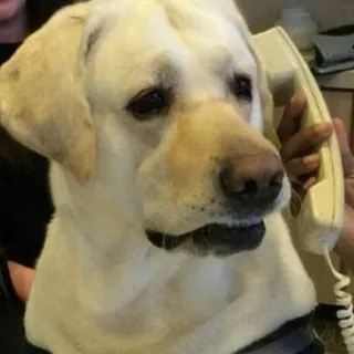🙃 perro, teléfono, animal, mascota, lindo, labrador, comunicación telegram sticker