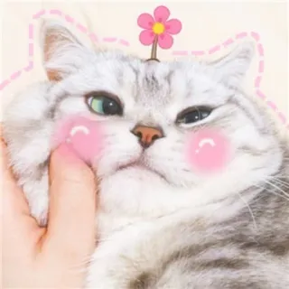 🐱 gato, fofo, animal de estimação, animal, gatinho, gato doméstico telegram sticker