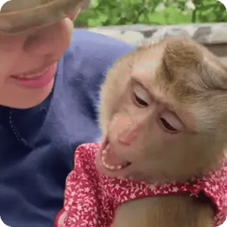 🪷 mono, animal, lindo, primate, fauna whatsapp sticker