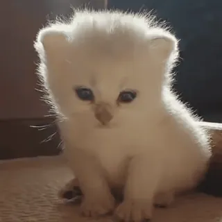 🌟 小猫, 猫, 可爱, 动物, 宠物, 毛茸茸, 白色, 家养 whatsapp sticker