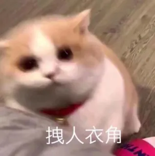 👀 拽人衣角 gato, meme, gracioso, lindo, animal, mascota, triste, rogando telegram sticker