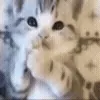 🐱