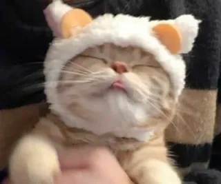 🖤 kot, zwierzę, zwierzę domowe, słodki, kotek, kapelusz, puszysty, uroczy telegram sticker