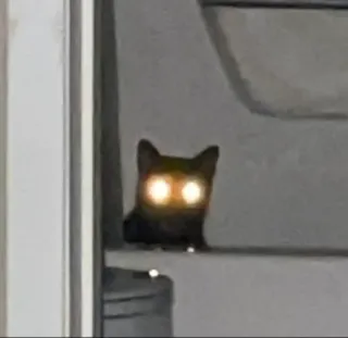 👽 猫, 目, 光る, 動物, 暗い, 黒猫 telegram sticker