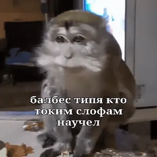 🐵 балбес типу кто таким слофам научел mono, gracioso, animal, meme, texto, ruso whatsapp sticker