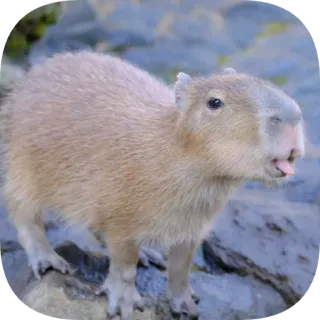 😝 capybara telegram sticker