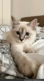 👀 cat, cute, pet, animal, blue eyes telegram sticker
