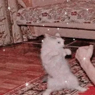 👊 кошка, котёнок, животное, питомец, милый, домашнее животное telegram sticker