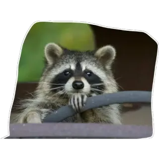 🚑 Waschbär, Tier, Wildtier, süß, Natur telegram sticker