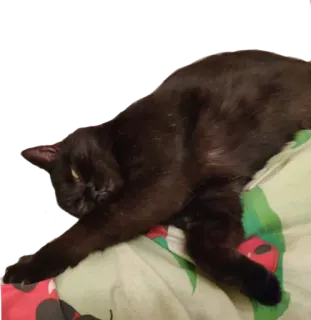 🙃 kucing, kucing hitam, hewan, hewan peliharaan, hewan peliharaan, mamalia whatsapp sticker