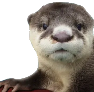 😕 otter, animal, cute, mammal, wildlife, sea otter telegram sticker